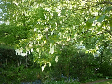 Handkechief Tree