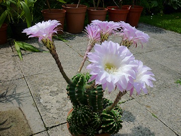 From Lawrence and Stephen Pine's garden ECHINOPSIS