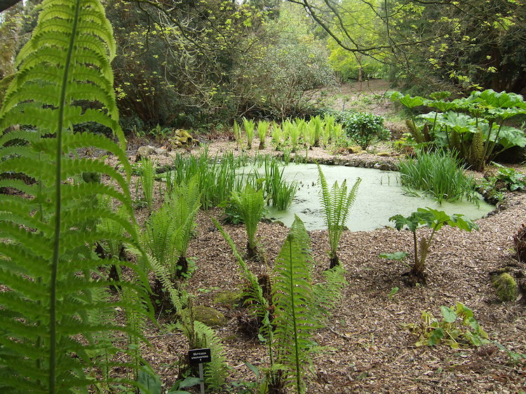 Shuttlecock ferns & pond at Pinsla Garden