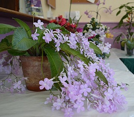 Flowering Pot Plant