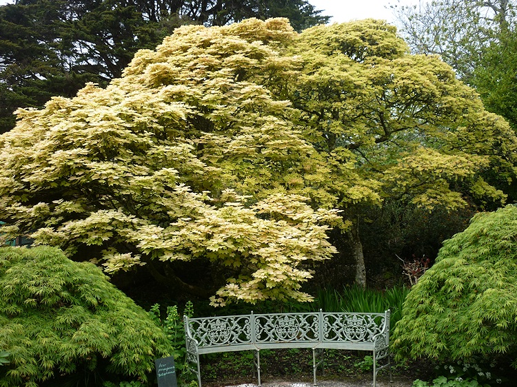 Trelissick Gardens tree