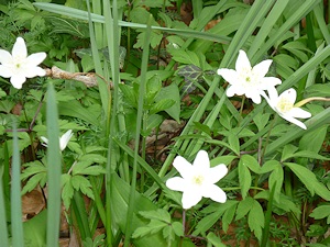 Wood Anemone or Wind Flower